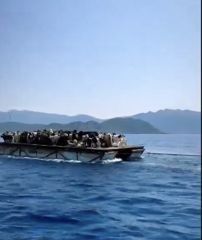 Turistlerin Yerini Keçiler Aldı: Marmaris’te Keçilerin Deniz Yolculuğu Başladı 1